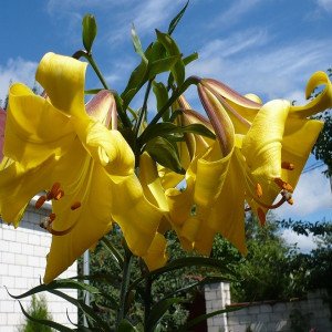 Лилия Голден Сплендор